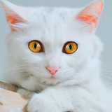 Talking Cute Cat icon