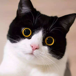 Talking American Shorthair Cat