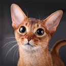 Mèo Abyssinian Biết Nói APK