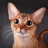 Kucing Abyssinian Bercakap