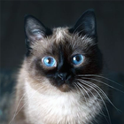 Gato siamês azul falante ícone