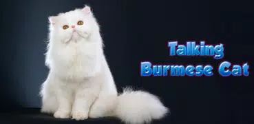 Talking Burmese Cat