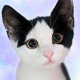Hablando Devon Rex icono