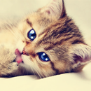 Talking Tabby Cat APK