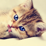 Talking Tabby Cat 图标