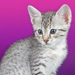 Descargar XAPK de Gato egipcio parlante