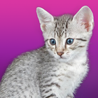 Bercakap Kucing Mesir ikon