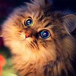 Bercakap kucing Somali