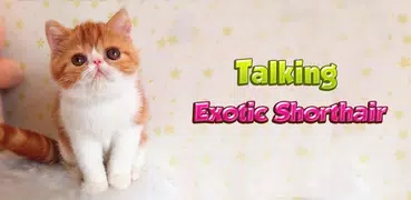 Talking Shorthair Cat