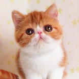 Talking Shorthair Cat