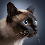 Talking Siamese Cat