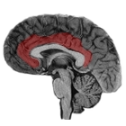 NeuroSlice icône