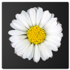 Daisy Battery Widget Lite ikon
