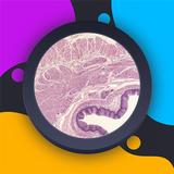 HistoLogic आइकन