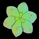 Cactus Seed Counter APK