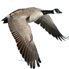 Waterfowl Call-icoon