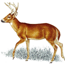 Deer Call APK