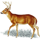 Deer Call-icoon