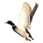 Duck Call Free icon