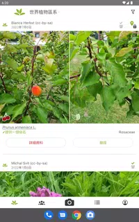 PlantNet 植物辨識