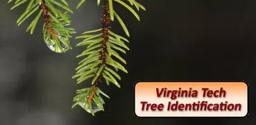 Virginia Tech Tree ID