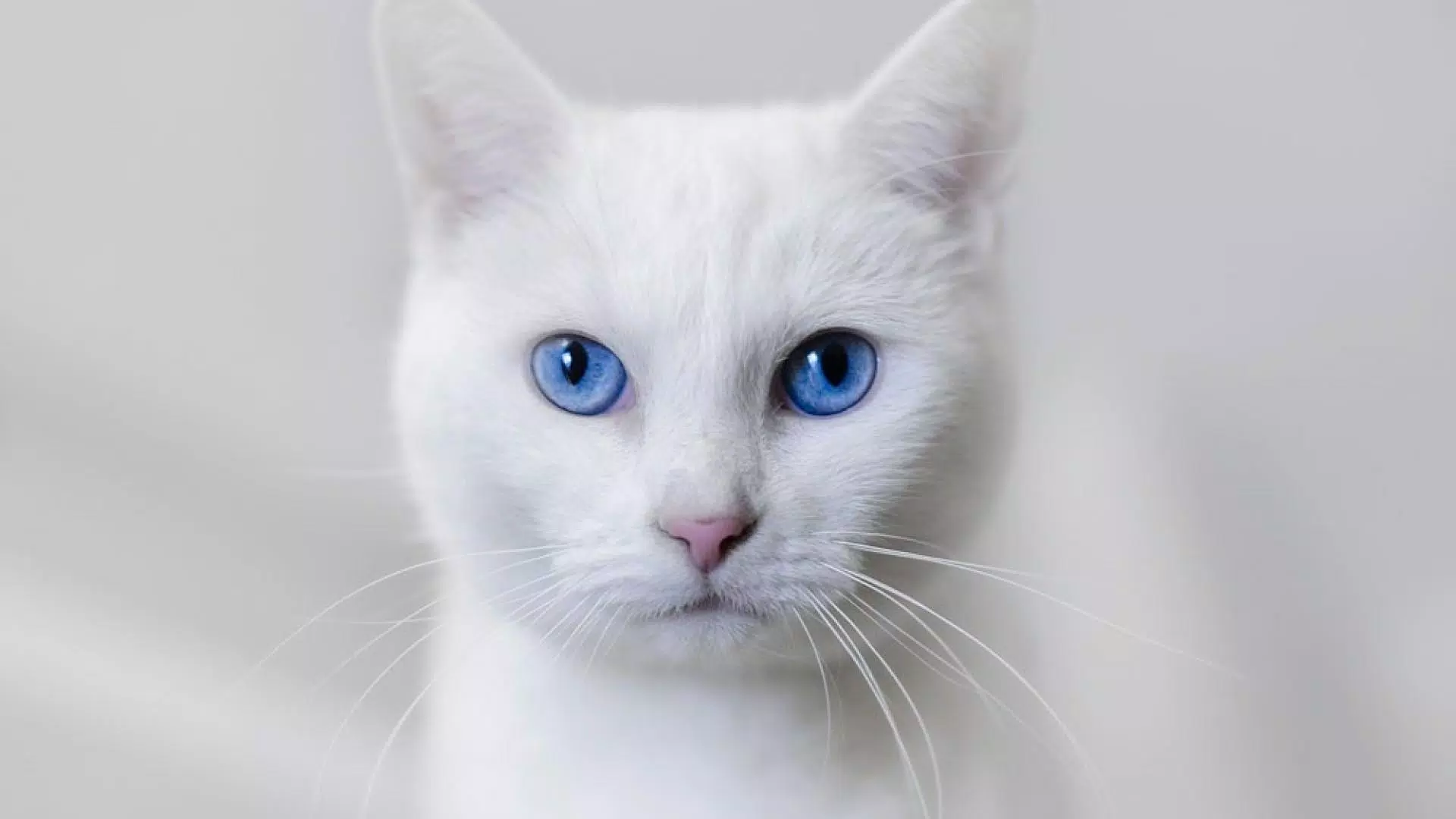 Cat Wallpapers HD 4K APK for Android Download Cat Wallpapers HD 4K APK for Android Download