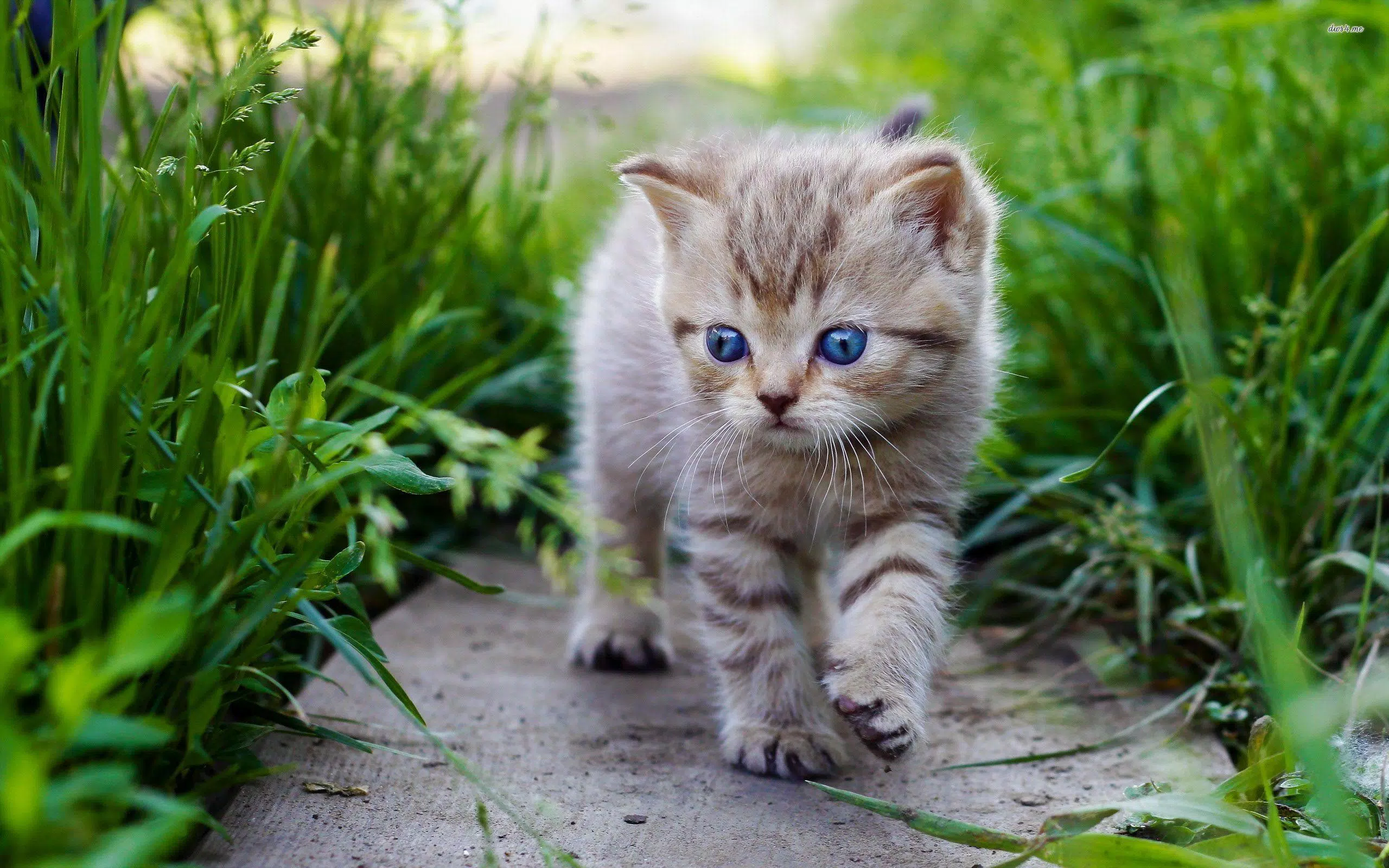 Cat Wallpapers HD 4K APK for Android Download