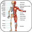 Anatomi Manusia 3D