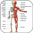 3D-Anatomie des Menschen Zeichen