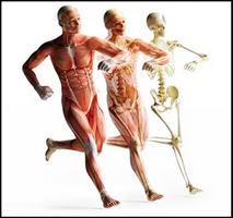 Anatomie humaine 3D capture d'écran 3