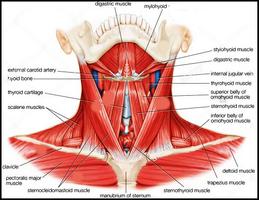 3D-Anatomie des Menschen Screenshot 1