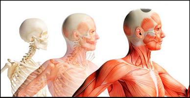 Anatomie humaine 3D capture d'écran 2