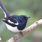 Oriental magpie robin sounds icon