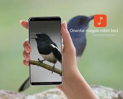 Oriental magpie robin sounds poster