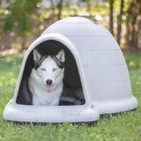 Outdoor Dog House