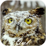 Owl Video Live Wallpaper
