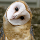 Owl Bird Sounds APK