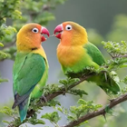 Lovebird Sounds ikon