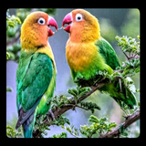 Lovebirds Zeichen