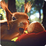 Love Squirrels and Acorn LWP icône