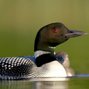 APK Loon Bird Calls