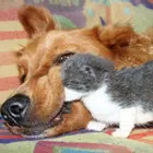 Random Animal Image