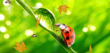 Ladybug Video Wallpaper HD