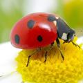 Lady Bug Wallpaper