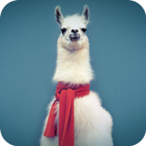 Lama 3D Video Live Wallpaper icon