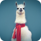 Lama 3D Video Live Wallpaper icon