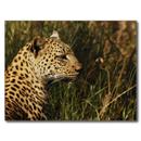 Leopard HD Wallpaper APK