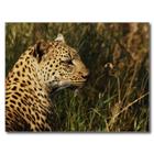 Leopard HD Wallpaper icône