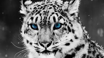 Leopard HD Wallpaper Affiche