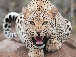 Leopard HD Wallpaper ภาพหน้าจอ 1